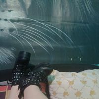 LINET (27) - Dunaharaszti - kép 1052015